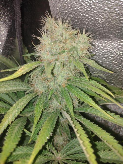 Plantaznick´s grow #1. Week 15 - Grandaddy black