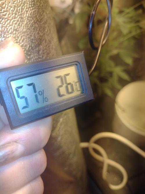 Plantaznick´s grow #2. Week 6