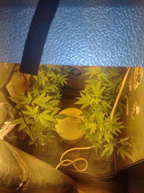 Plantaznick´s grow #2. Week 6