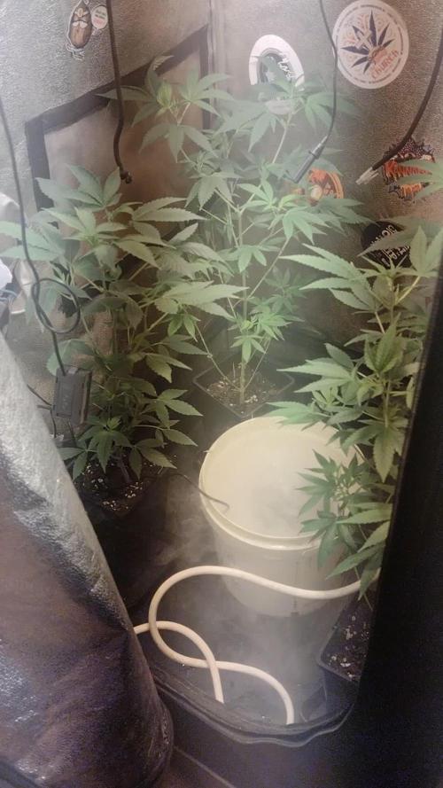 Plantaznick´s grow #2