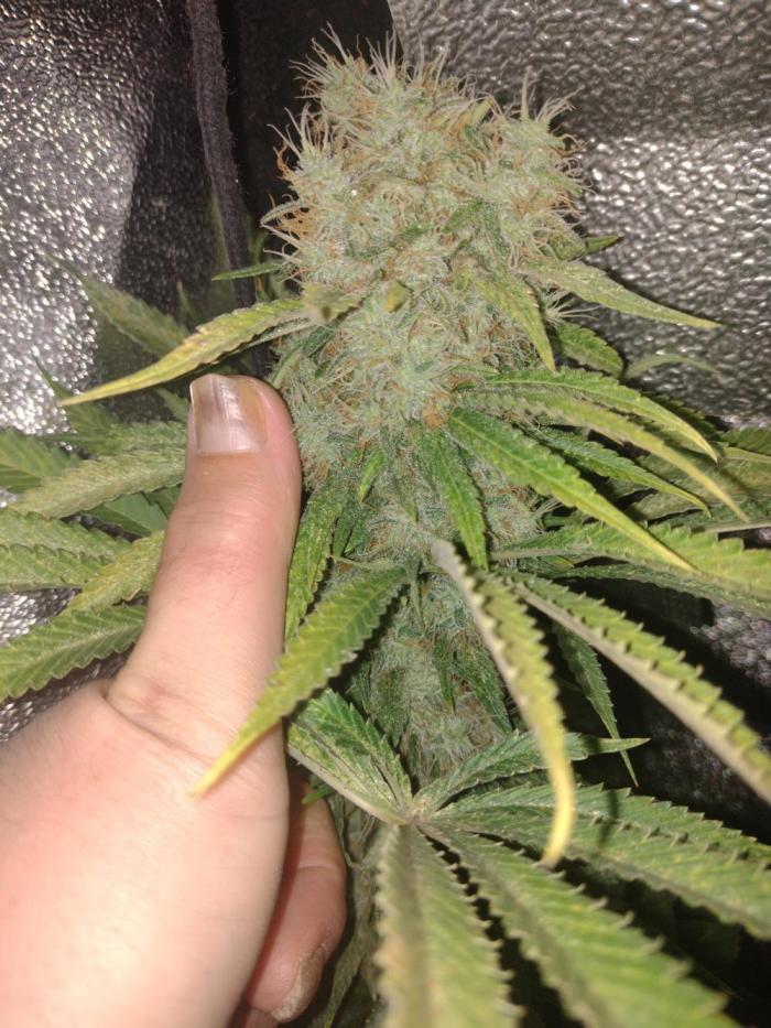 Plantaznick´s grow #1. Week 16