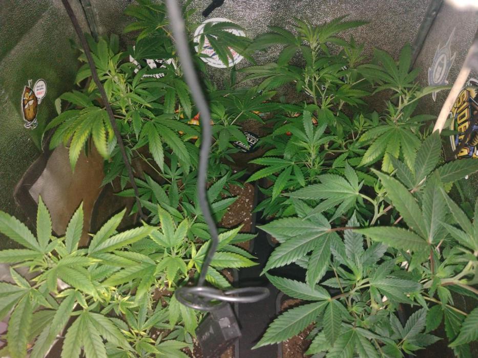 Plantaznick´s grow #2. Week 7 - Some problems occured. Just trying to fix it by adding terra leaves ferts.