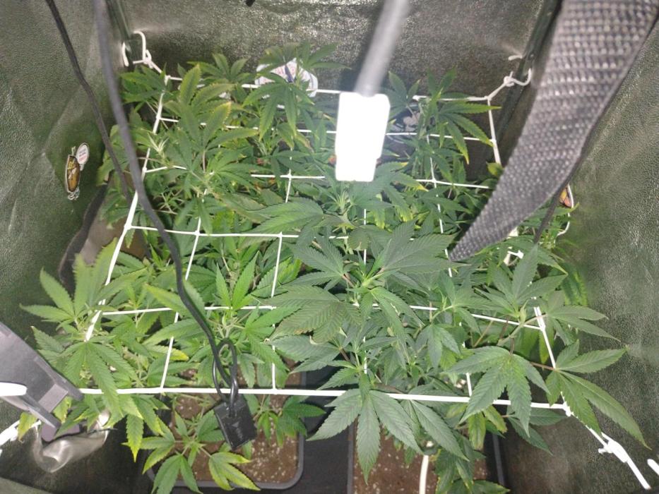 Plantaznick´s grow #2. Week 9 - It's been definetly overfertilized, too much dosage per liter.still pure water.