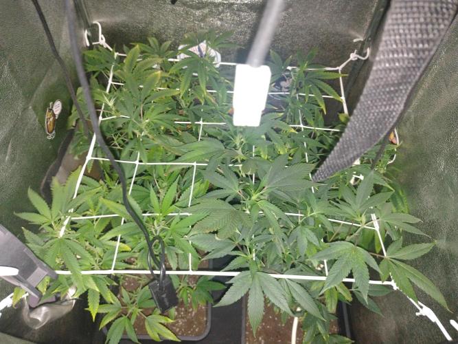 Plantaznick´s grow #2. Week 9 - It's been definetly overfertilized, too much dosage per liter.still pure water.