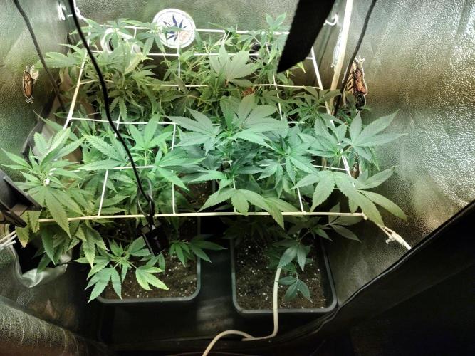 Plantaznick´s grow #2. Week 9 - Masterpiece is to be patient.