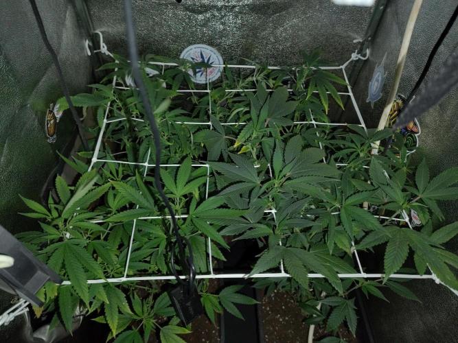 Plantaznick´s grow #2. Week 9 - We will seen 