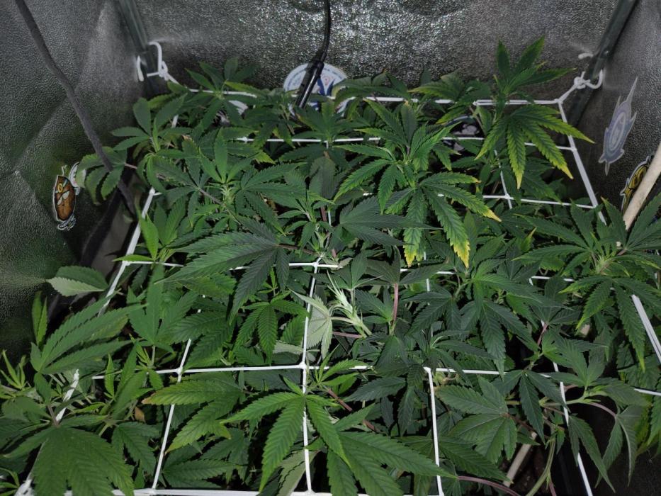 Plantaznick´s grow #2. Week 10 - Just pure tap water used.