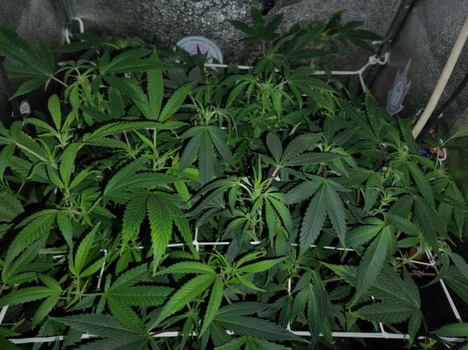 Plantaznick´s grow #2. Week 11 - 10.day of flowering stage