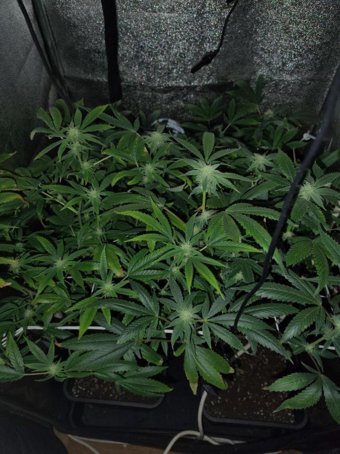 Plantaznick´s grow #2. Week 13 - Just pure tap watering