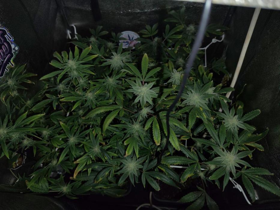 Plantaznick´s grow #2. Week 14 - 30.day of flowering stage, surely overfertilized or chlorinated water or both.