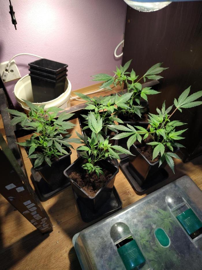 Delicious cookies. Week 2 - 10.day of vegetation cycle from clone. Pure tap dechlorinated water added.