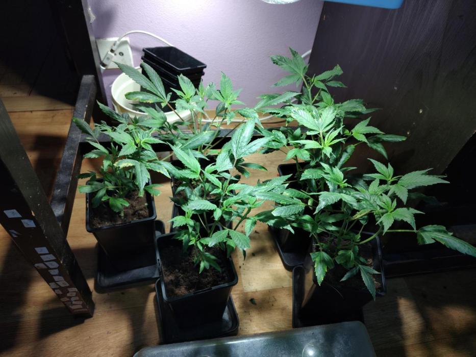 Delicious cookies. Week 3 - Some insects found. Rock effect 20ml per liter was obvioisly too much.