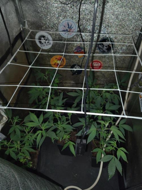 Delicious cookies. Week 4 - Here comes the fun again.
Atami bigrow substrate seems to be ok.