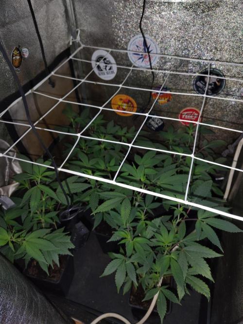 Delicious cookies. Week 5 - Just ready for repotting.