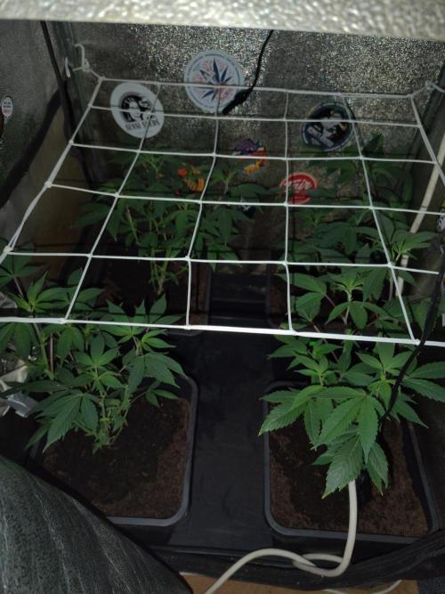 Delicious cookies. Week 5 - Ladies just repotted to 11 litres buckets and used Pure dechlorinated tap water.