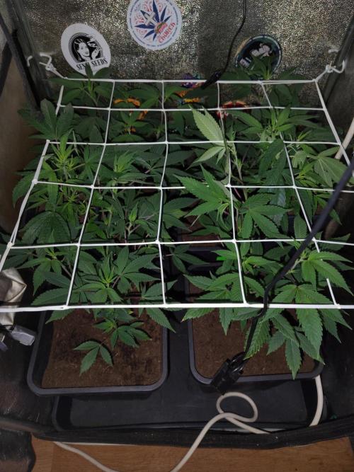 Delicious cookies. Week 5 - After 4 days after repotting
