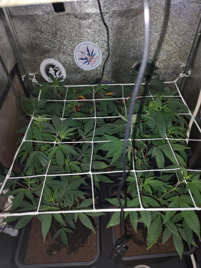 Delicious cookies. Week 6 - Two ladies- great white sharks added and are put in 1,75 litres pots.