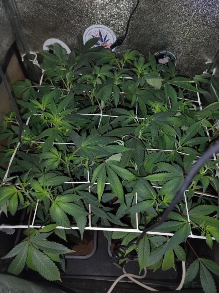 Delicious cookies. Week 7 - 4th day of flowering stage
