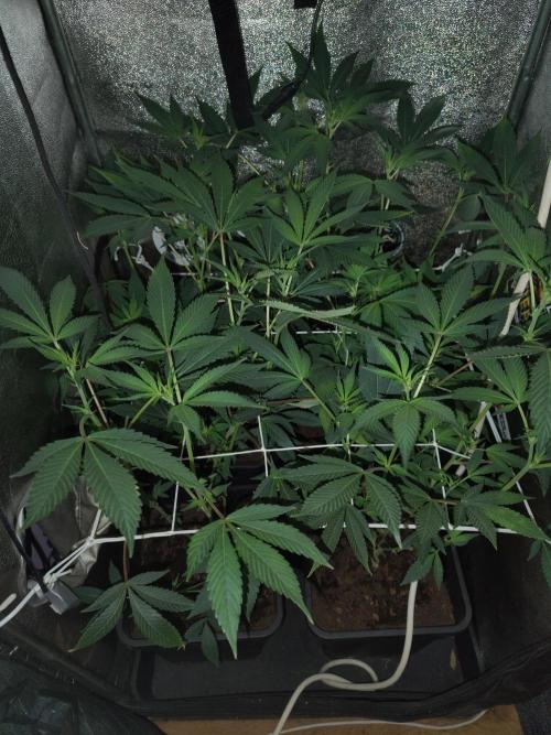 Delicious cookies. Week 8 - Twice ferts, then tap water....