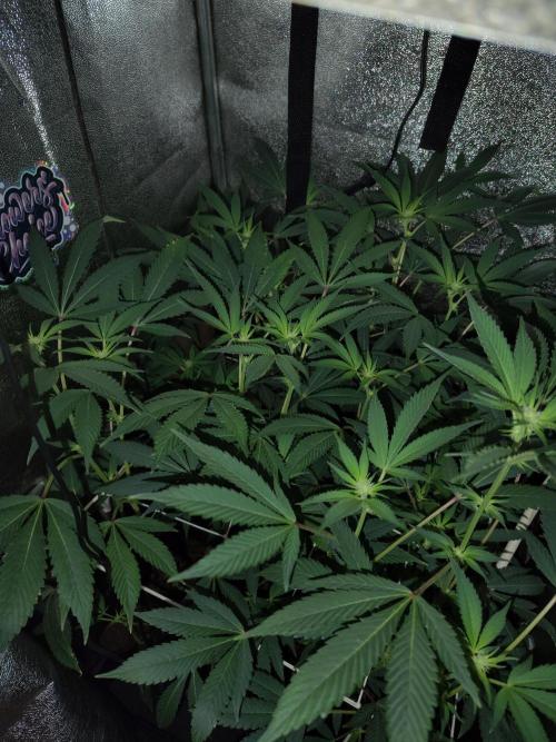 Delicious cookies. Week 8 - 15th day of flowering stage...