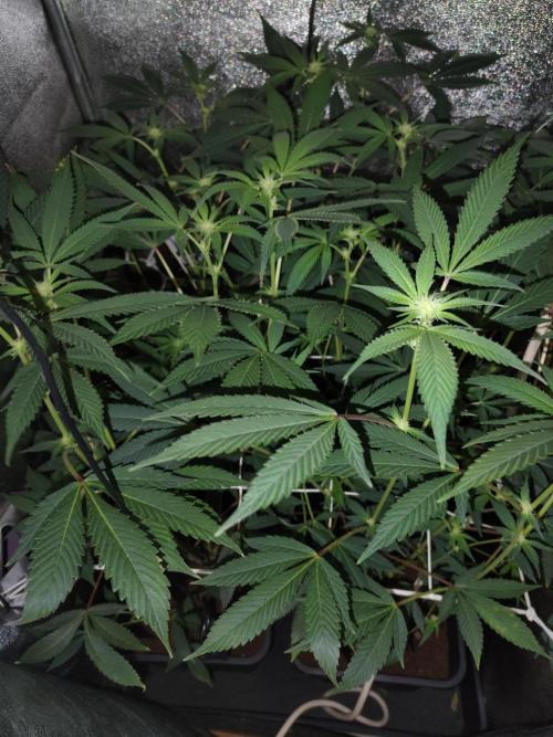 Delicious cookies. Week 9 - 17.day of flowering stage.
2x pure water, the gonna fertilize little bit dosage.