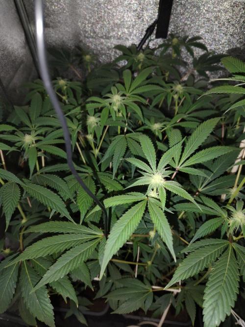 Delicious cookies. Week 9 - 21.day. it's alreafy turned little but frosty. What a nice look.