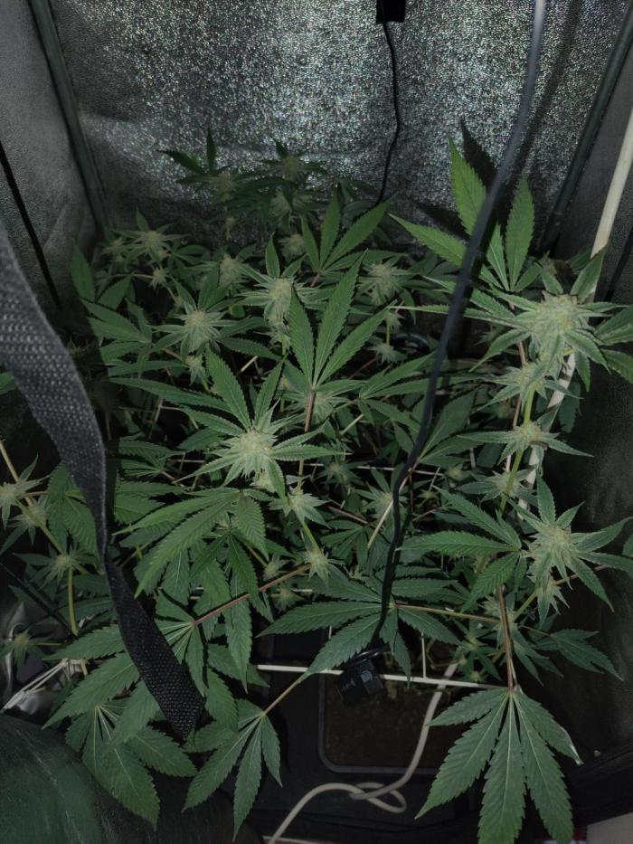Delicious cookies. Week 11 - 32.day
