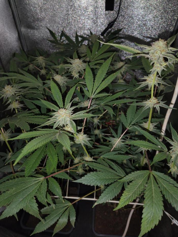 Delicious cookies. Week 12 - 38.day