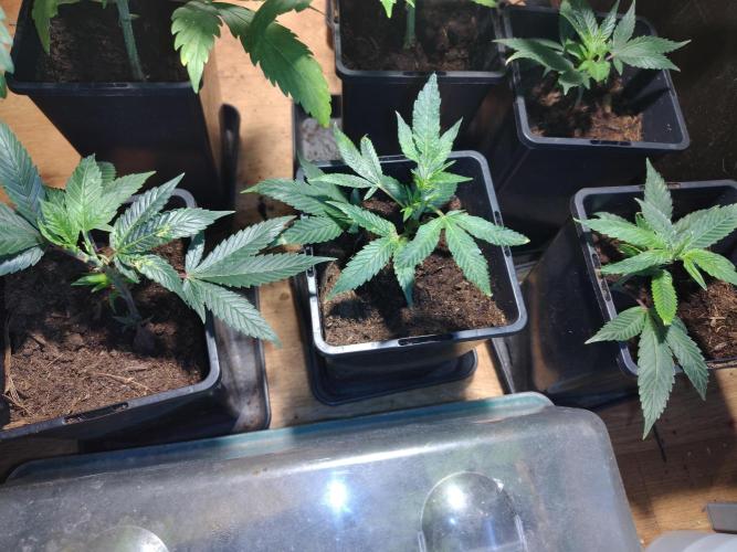 The last round with cookies. Week 2 - second week from cuttings