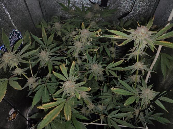 Delicious Cookies. Week 14