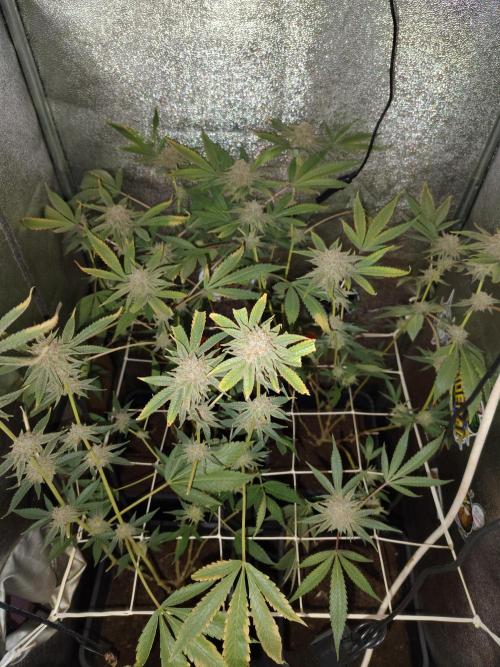 Delicious Cookies. Week 1
