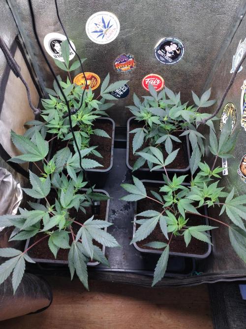 The last round with cookies. Week 6 - just repotted to 11 litres buckets.50watts of led.