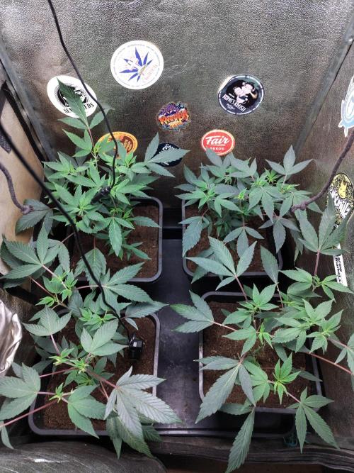 The last round with cookies. Week 6 - 70watts of led. little bit defoliated, just a little to let some light penetrate deeper.