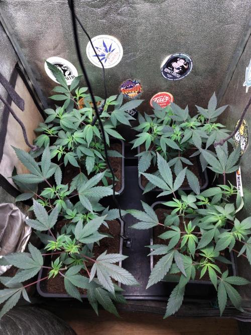 The last round with cookies. Week 7 - 70watts of led
