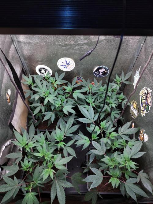The last round with cookies. Week 7 - 100watts of led, safe distance 40cm above plants tops. 2 days to switching it up on 12/12 cycle.
