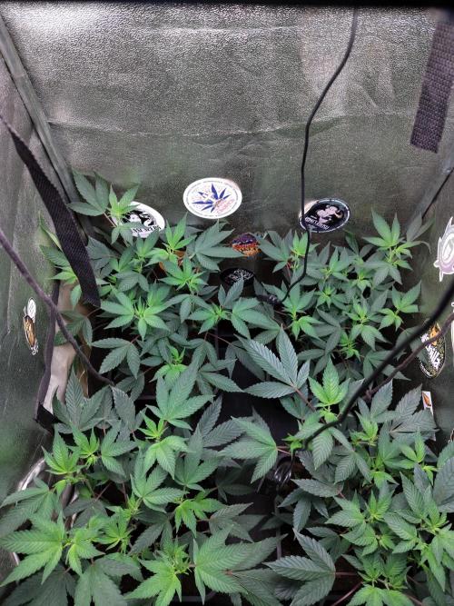 The last round with cookies. Week 8 - 30/5 first day of flowering