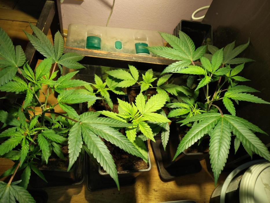 120w  samsung LED grow. Week 3