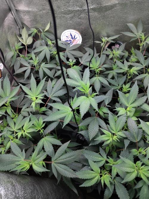 The last round with cookies. Week 8
