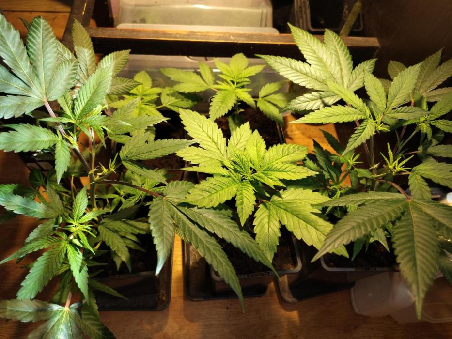 120w  samsung LED grow. Week 4
