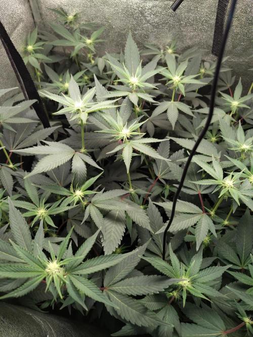 The last round with cookies. Week 10