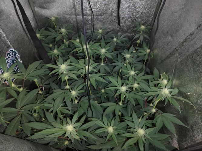 The last round with cookies. Week 10 - 21.day. resin has occured. pure tap water. nicell leaves colour.