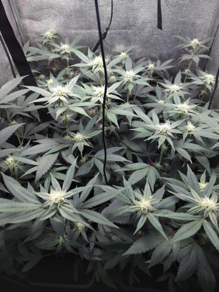 The last round with cookies. Week 11 - 23.day of flo stage
