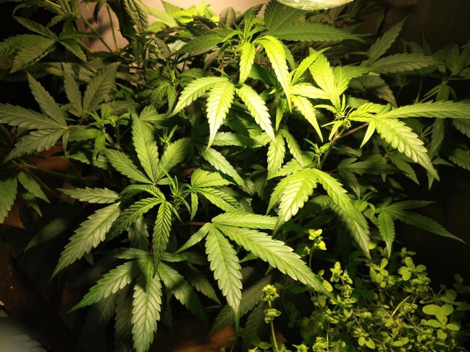 120w  samsung LED grow. Week 6 - herbs jungle in the box
