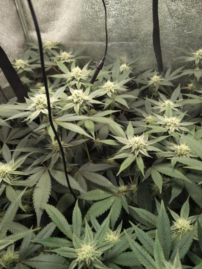 The last round with cookies. Week 12