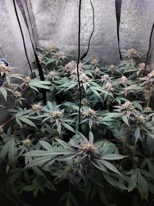 The last round with cookies. Week 14