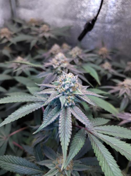 Delicious Seeds - Delicious Cookies door Plantaznick