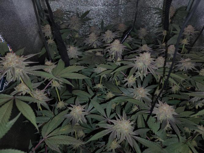 The last round with cookies. Week 14 - 48.day, finishing them by flushing with pure water.
