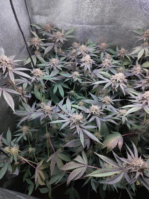 The last round with cookies. Week 16 - the harvest day 