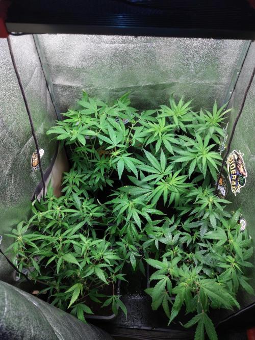 120w  samsung LED grow. Week 9 - 11 litres pots are fine. Just repotted babies.they may be lucky.