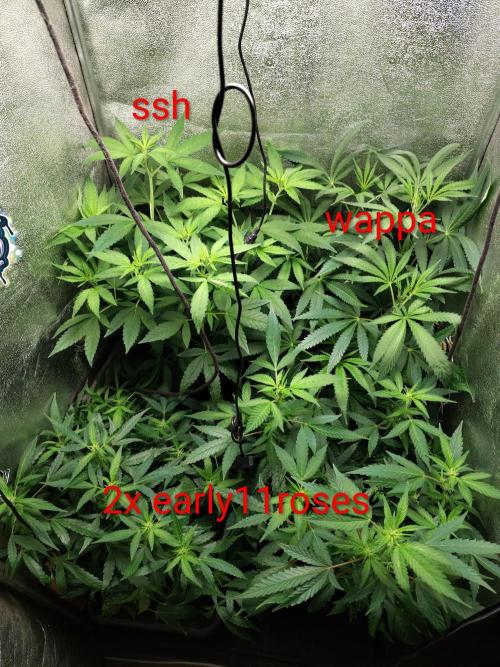 120w  samsung LED grow. Week 11 - overview